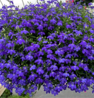 Blue Lobelia
