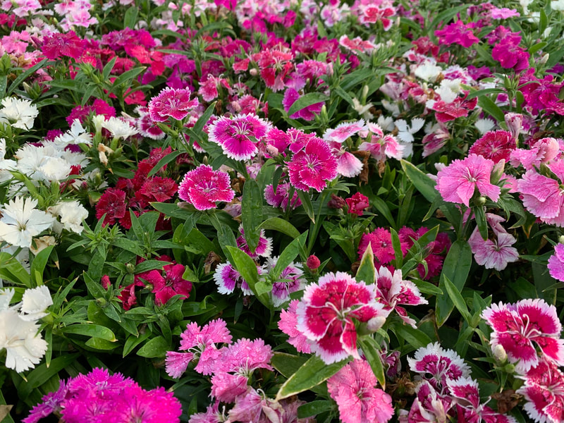 Ideal Select Mix Dianthus