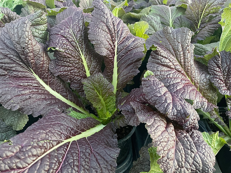 Ornamental Red Giant Mustard