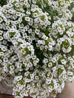 White Alyssum - fragrant, small white flowers